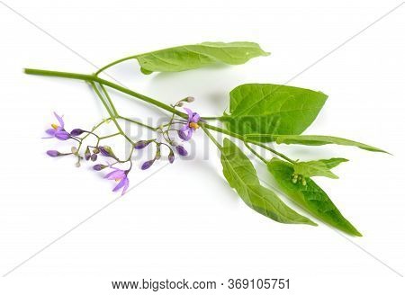 Solanum Dulcamara, Bittersweet, Bittersweet Nightshade, Bitter Nightshade. Isolated.