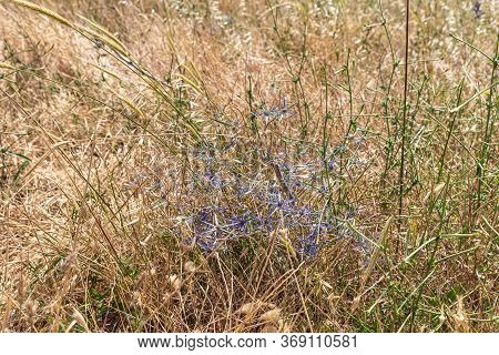 Steppe And Thorny Bush Near The Remnants Of The Early Bronze Age Megalithic Complex Of The Early Bro