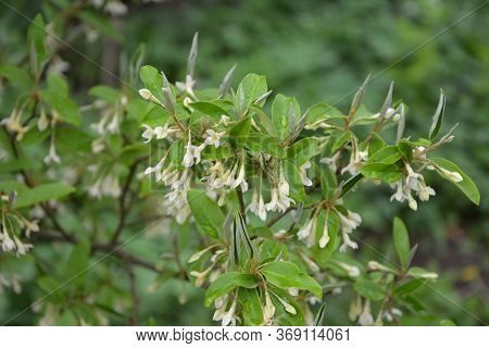 Spring Branch With Blooming Flowers Of Elaeagnus Multiflora