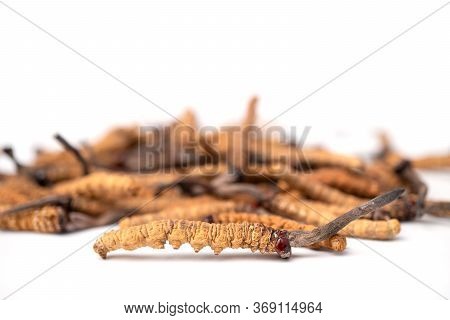 Ophiocordyceps Sinensis Or Mushroom Cordycep This Is A Herbs On Isolated Background. Medicinal Prope