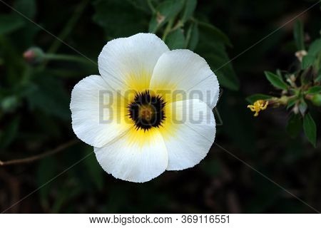 KUMROKHALI, INDIA - FEBRUARY 18, 2020: Turnera diffusa, known as damiana flower blooming in garden, Kumrokhali, West Bengal, India