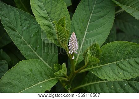 Phytolácca Americána Poisonous Plant. Phytolacca Acinosa Medicinal And Poisonous Plant.
