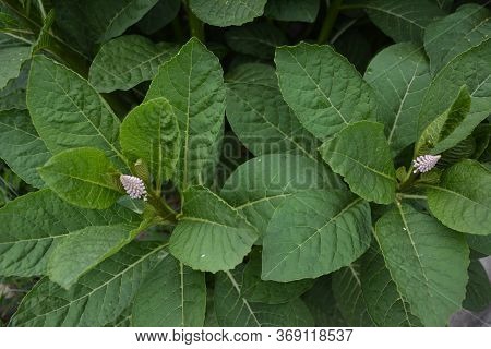 Phytolácca Americána Poisonous Plant. Phytolacca Acinosa Medicinal And Poisonous Plant.