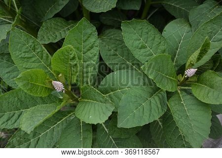 Phytolácca Americána Poisonous Plant. Phytolacca Acinosa Medicinal And Poisonous Plant.