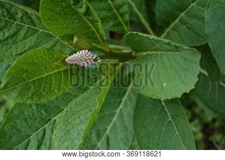 Phytolácca Americána Poisonous Plant. Phytolacca Acinosa Medicinal And Poisonous Plant.