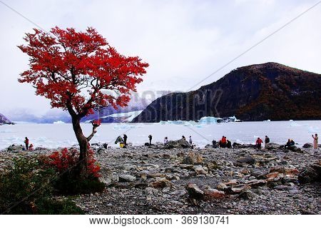 Red Tree In Nature Park Crimson Queen
