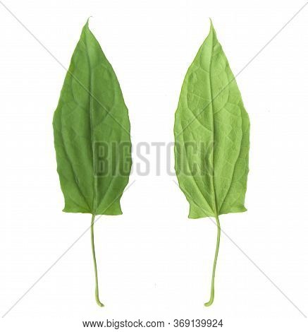 Herbs, Fresh Green Laurel Vine (thunbergia Laurifolia), Front And Back Of The Leaves, Isolated On A 
