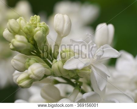 White Lilac Flowers With Buds For A Background, Spring Garden, Syringe Vulgaris.