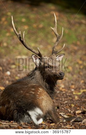 Stag เป็นกวางซิก้า (cervus Nippon)