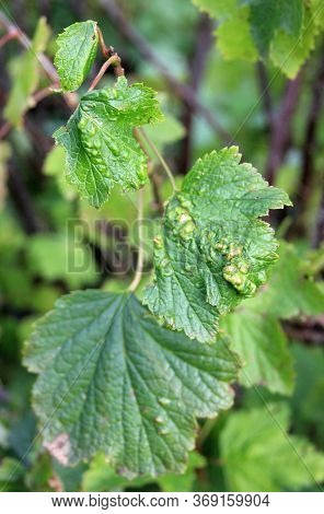 Blackcurrant Disease. Gallic Aphids. The Berry Bush With Damaged Leaves. Close-up. Domestic Garden. 