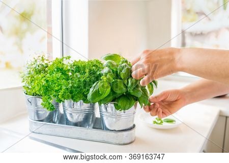 Close Up Womans Hand Picking Leaves Of Basil Greenery. Home Gardening On Kitchen. Pots Of Herbs With