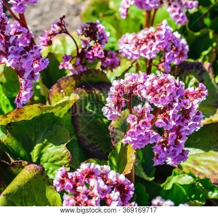 Pink Blossoming Frankincense Flower, Bergenia Crassifolia Closeup