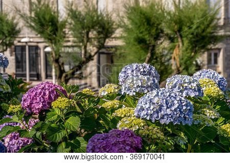 Blooming Season Of Hydragenia Hortensia In Biarritz.. Urban Architecture, Beautiful Flowers, City Sk