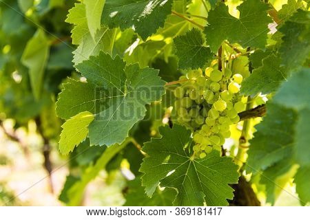 White Grapes On A Vine In A Vineyard In Mendoza On A Sunny Day.