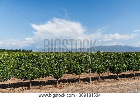 Vine Plants In A Vineyard In Mendoza On A Sunny Day With Blue Sky.