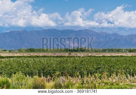 Vine Plants In A Vineyard In Mendoza On A Sunny Day With Blue Sky.