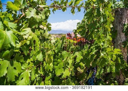 Vine Plants In A Vineyard In Mendoza On A Sunny Day With Blue Sky.