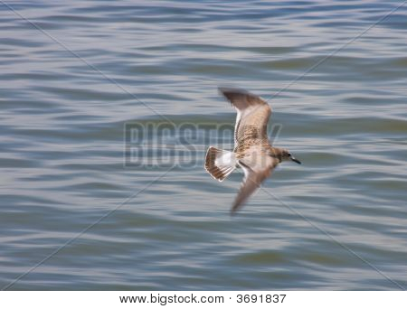 Flyvende måge Over vand, med Motion Blur