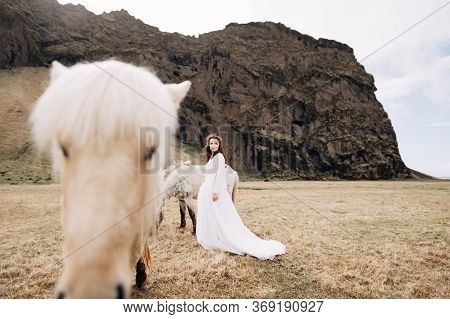 Destination Iceland Wedding Photo Session With Icelandic Horses. The Bride Walks Across The Field, N