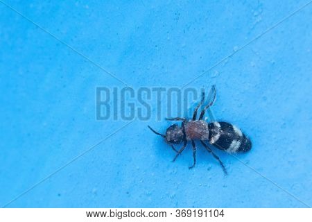 The Ant Beetle Or Thanasimus Formicarius, Also Known As The European Red-bellied Clerid