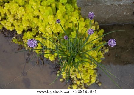 Blooming Chives Plant And Creeping Jenny (lysimachia Nummularia) As A Background After The Rain
