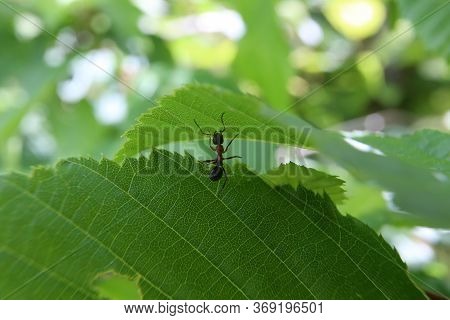 Black Ant Runs On A Green Leaf