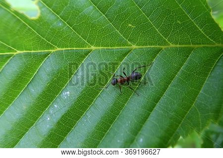 Black Ant Runs On A Green Leaf