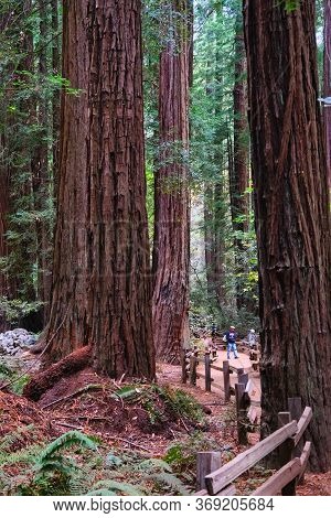 San Francisco, California - November 12, 2019: Muir Woods National Monument Is A United States Natio