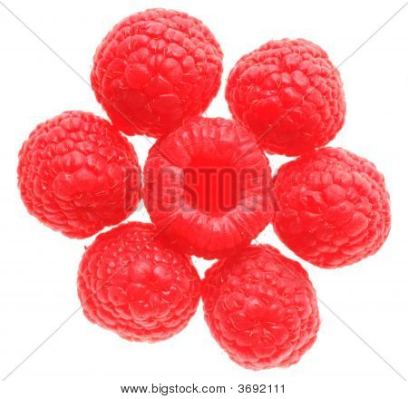 Lampone