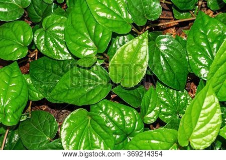 Cultivation Of Fresh And Green Banarasi Paan Leaves In India. Varanasi Pan. Green Betel Leaf Heart S