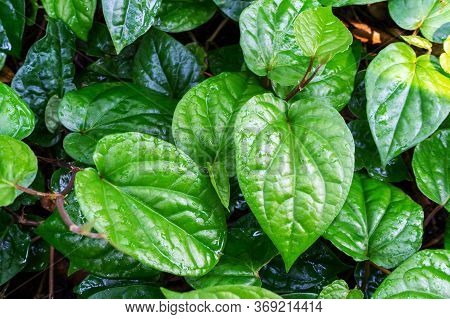 Cultivation Of Green And Fresh Banarasi Paan Leaves In India. Varanasi Pan. Green Betel Leaf Heart S
