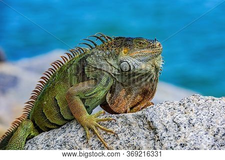 Lizard Of The Genus Iguana Native To Central, South America