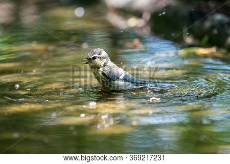 Blue Tit Is Washing Itself In The Water Pool On A Sunny Day