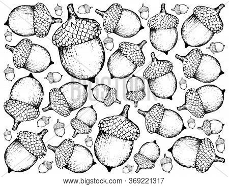 Autumn Tree, Illustration  Background Of Hand Drawn Of Acorns Or Oak Nuts. Symbolic Tree To Show The