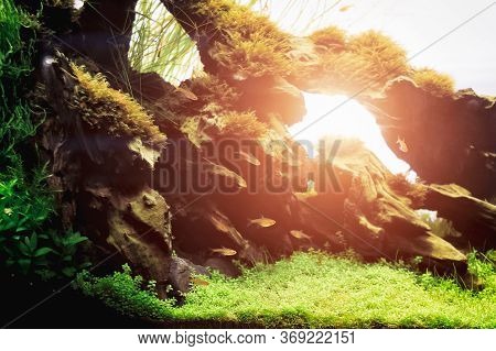 A Beautiful Freshwater Tropical Green Planted  Aquarium With Tropical Fishes. Planted Aquarium With 