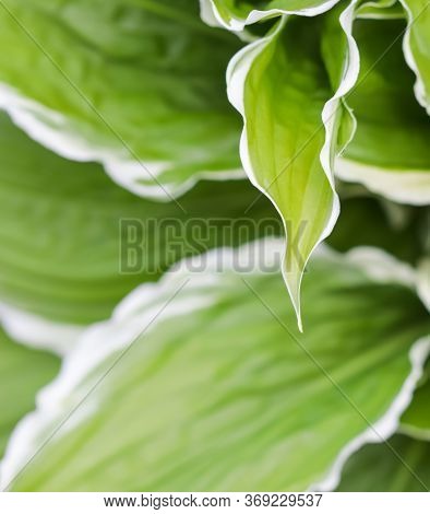 Natural Background. Hosta (funkia, Plantain Lilies) In The Garden. Green Leaves With White Border