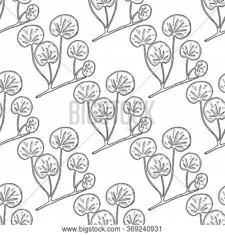Gotu Kola Plant, Isolated On White Background. Centella Asiatica, Cosmetic And Medical Herb. Hand Dr