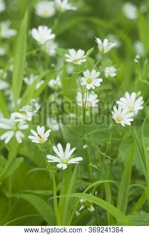 Spring Flowers And Leaves Of Stellaria Holostea As A Background