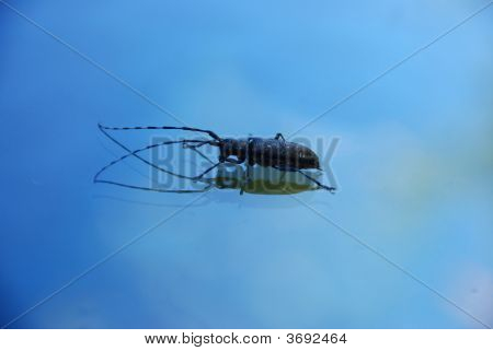 A Little Bug On Blue Background