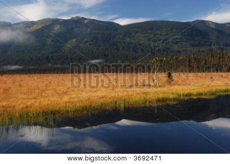 Mountainyellowfield