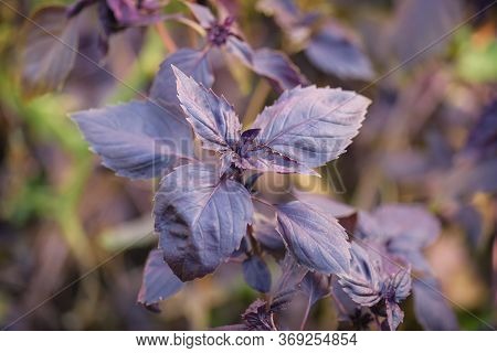 Baselik Dark Opal. Selective Focus. Ocimum Basilicum Dark Opal. Dark Basilica Leaves.seasoning Of Ba