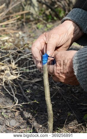 Grafting A Fruit Tree A Gardener Is Strengthening The Union Of Root Stock And A Scion Using Grafting