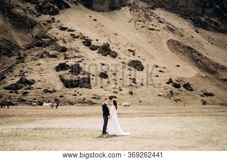 Wedding Couple On The Background Of A Rocky Mountain And Grazing Horses In Iceland. The Groom Holds 