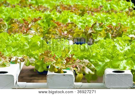 Soilless Or Hydroponic