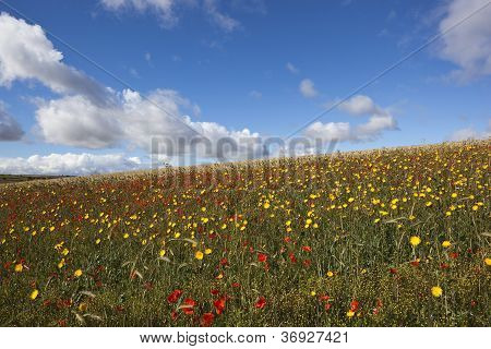 Flores silvestres de septiembre
