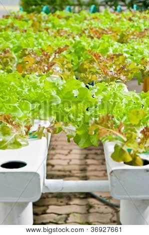 Soilless Or Hydroponic