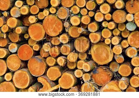 Felled Trees Trunks, Hayedo De Otzarreta, Otzarreta Beech Forest, Gorbeia Natural Park, Bizkaia, Bas
