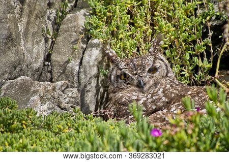 Spotted Eagle-owl, Bubo Africanus, Walker Bay Nature Reserve, Gansbaai, Western Cape, South Africa, 