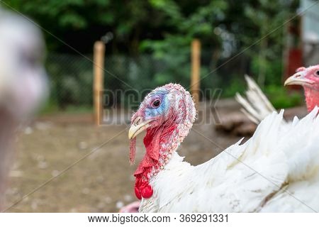 Turkey On A Farm , Breeding Turkeys. White Turkey Portrait. Flock Of Turkeys At The Farm. Pasture Ra