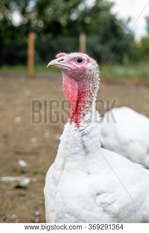 Turkey On A Farm , Breeding Turkeys. White Turkey Portrait. Flock Of Turkeys At The Farm. Pasture Ra